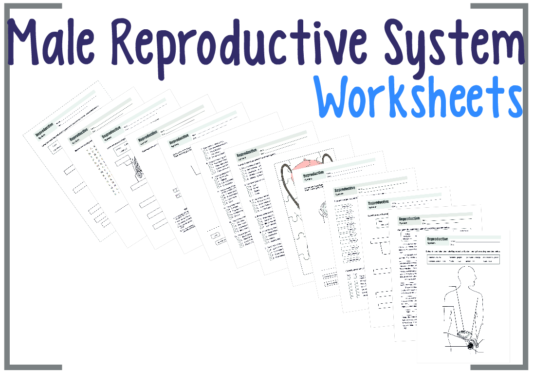 Male Reproductive System Worksheets