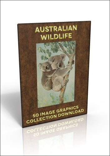 50 Australian Wildlife illustrations to use for anything you like!