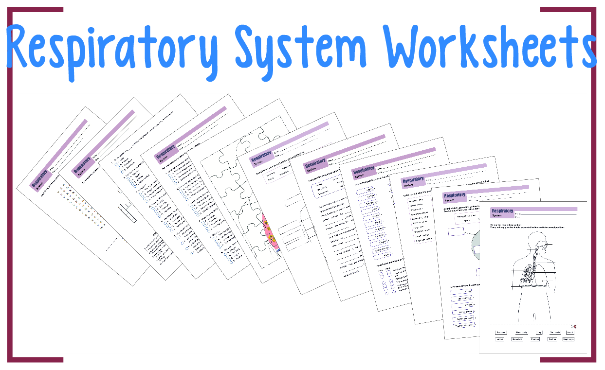 Respiratory System Worksheets