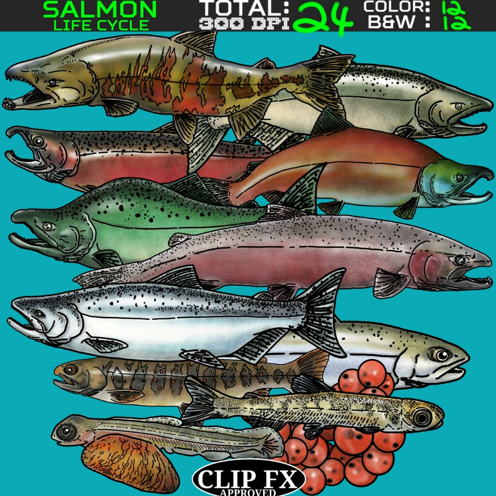 Salmon Clipart