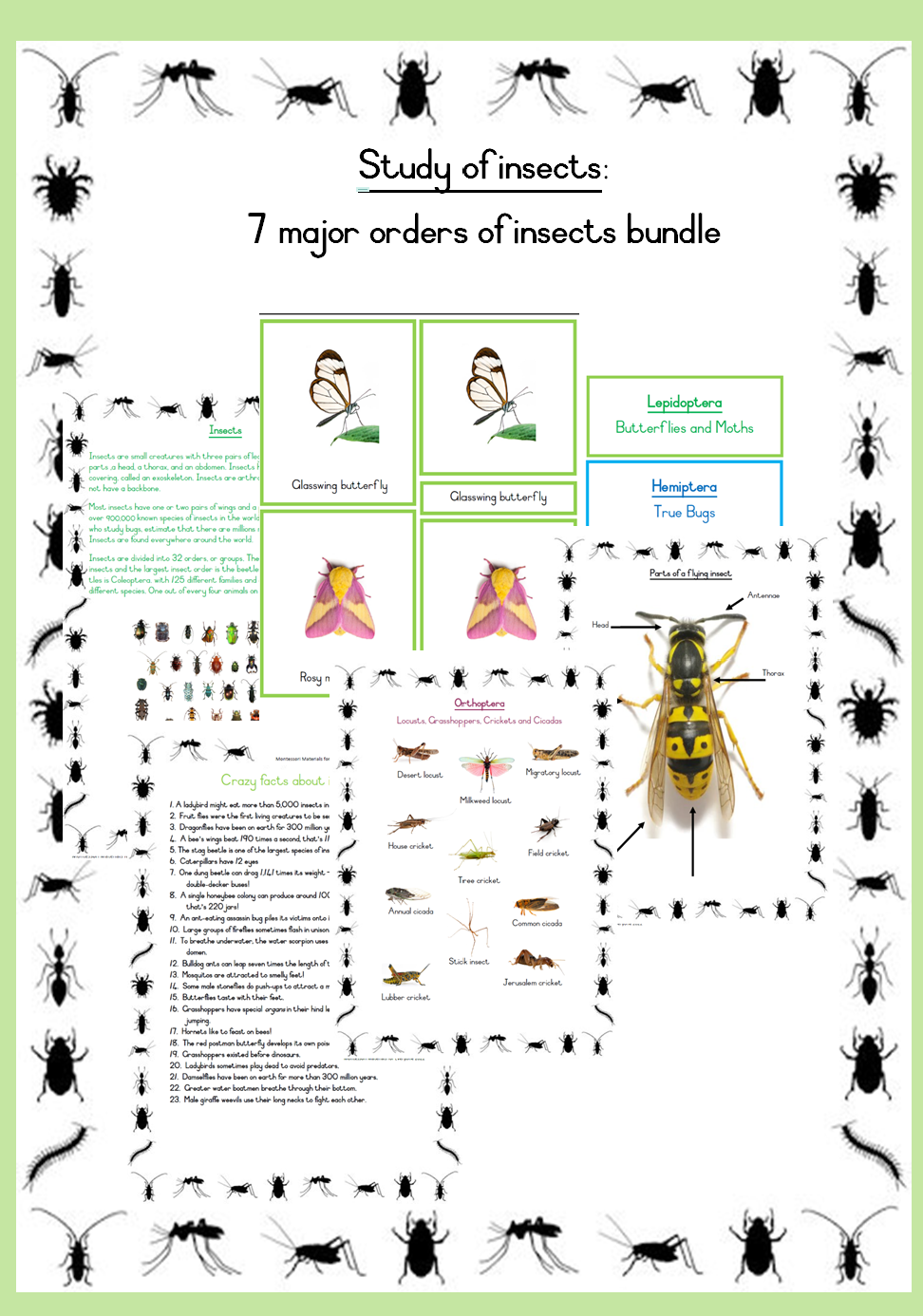 Montessori study of insects- 7 major orders of insects