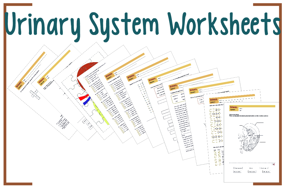 Urinary System Worksheets