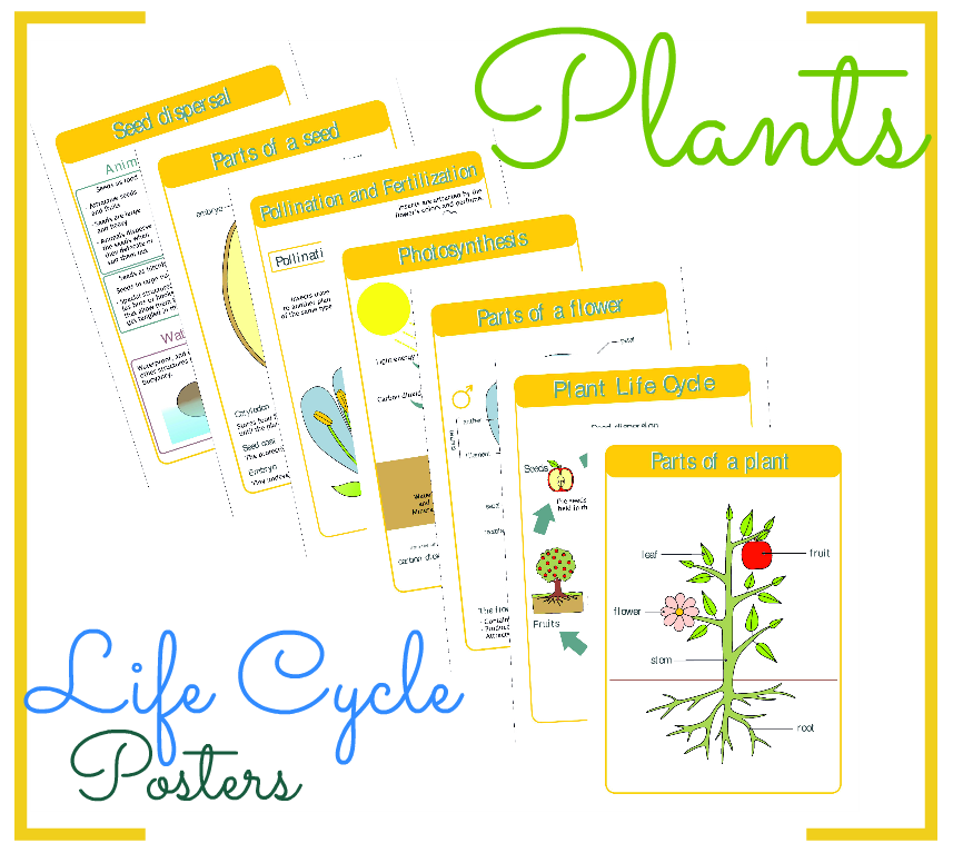 Plants Life Cycle Posters
