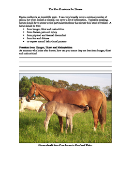 Equine Welfare: the Five Freedoms Activity