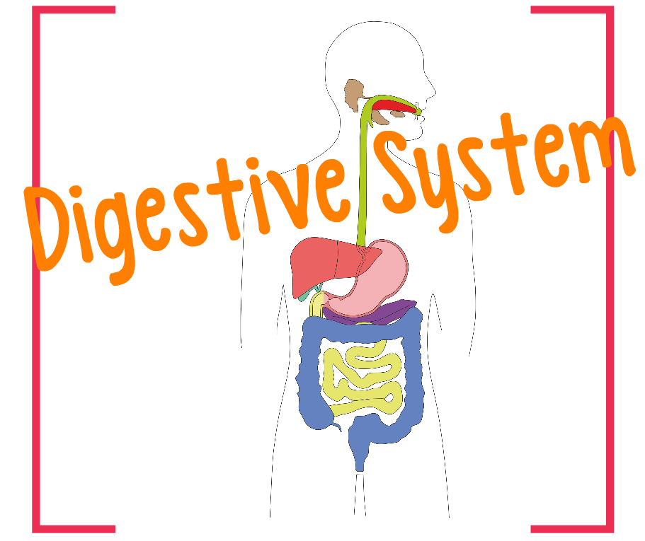 Digestive System Prezi