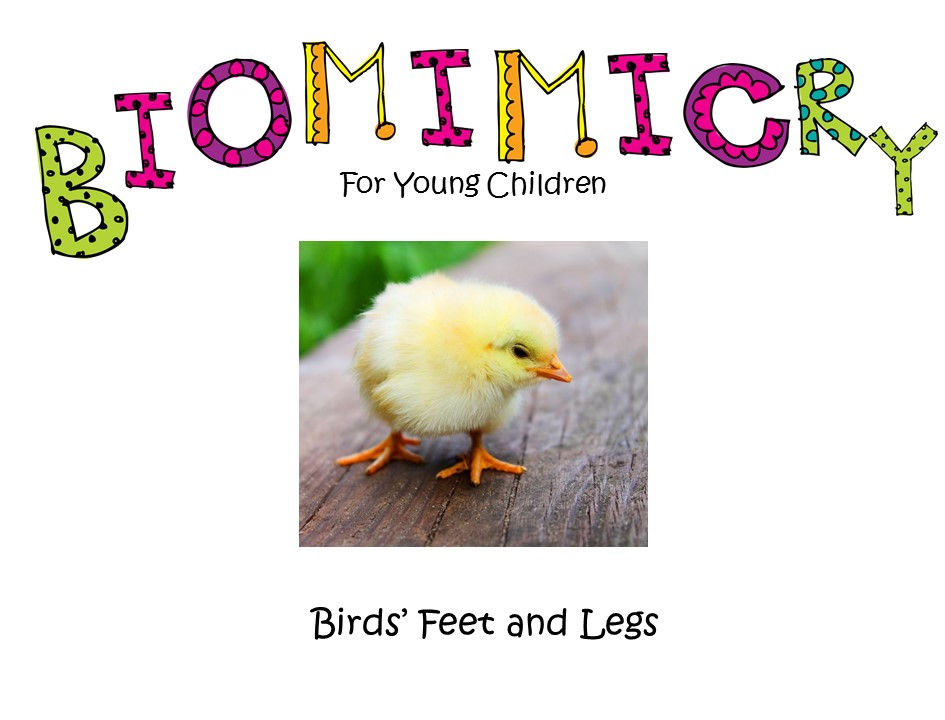 STEM - Biomimicry for Young Children - Birds' Feet & Legs - Montessori Inspired