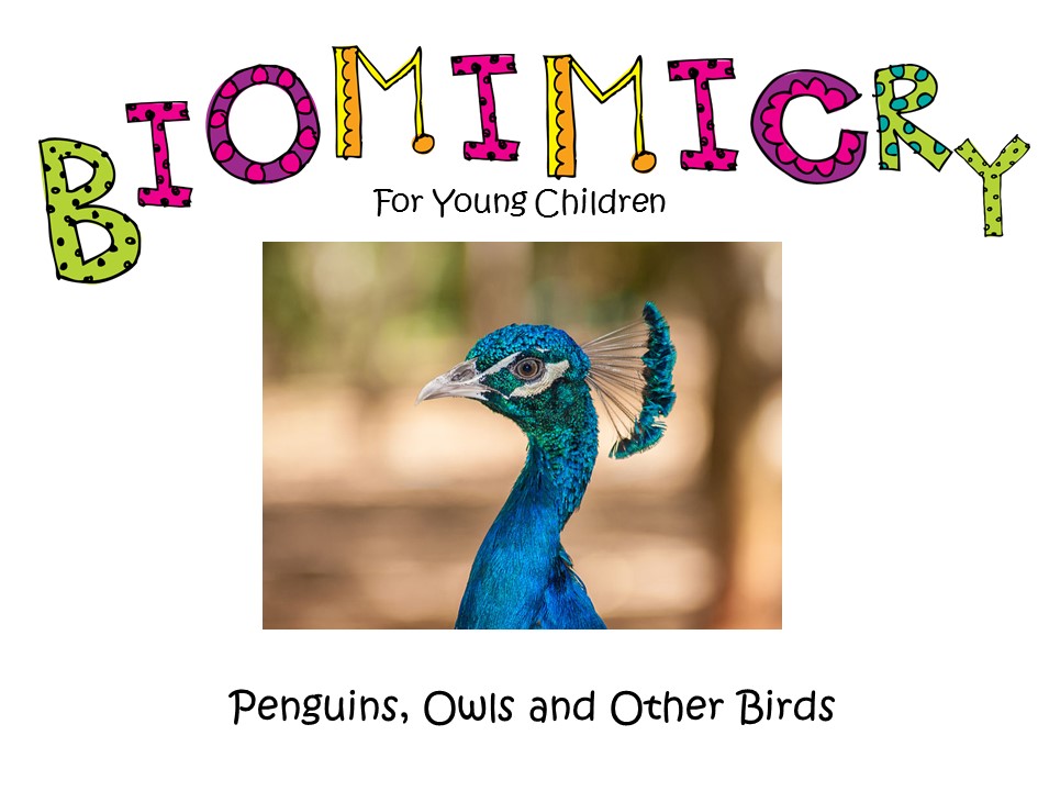STEM - Biomimicry for Young Children - Penguins, Owls and other Birds
