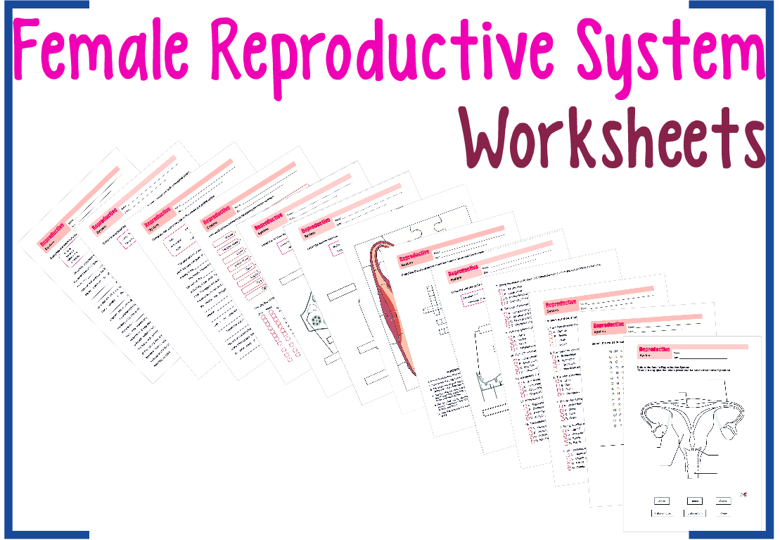 Female Reproductive System Worksheets